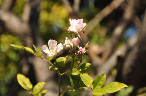 冬の薔薇　四季咲き野バラ_f0302638_18285623.jpg