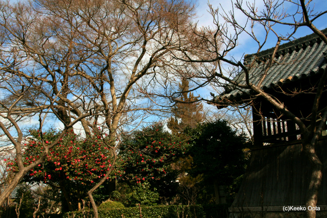 石光寺　　　　　１，１６_d0052340_11113149.jpg