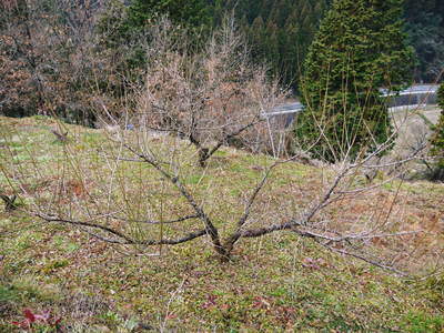 山あいの南高梅 今年も最高の南高梅を育てるために!冬の剪定 その1_a0254656_18273766.jpg