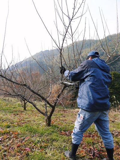 山あいの南高梅 今年も最高の南高梅を育てるために!冬の剪定 その1_a0254656_18362249.jpg