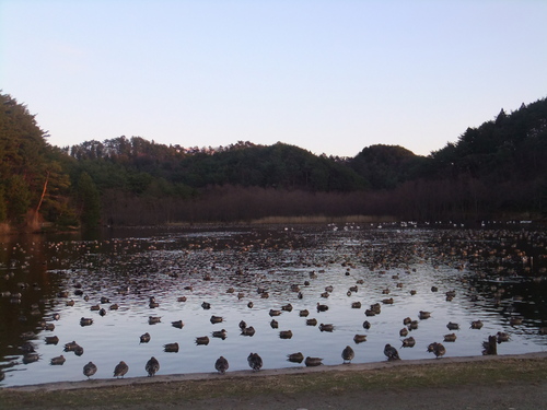 １月の五十公野公園（いじみのこうえん）_a0215163_23454748.jpg