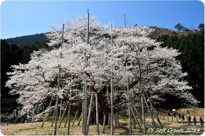 ◆ 日本三大桜 「根尾谷淡墨桜」へ、その1　2009年4月_d0316868_91336.jpg