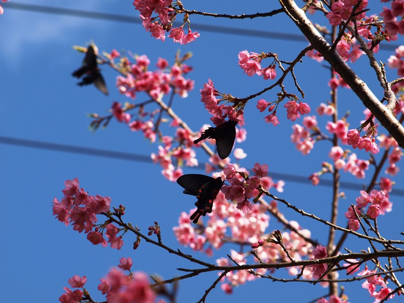 桜とジャコウアゲハ(撮影・1月28日)_f0083281_0264283.jpg