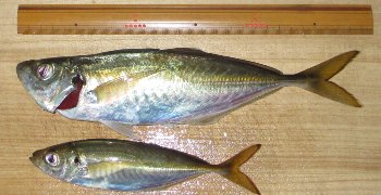 f0003283_21180281.jpg