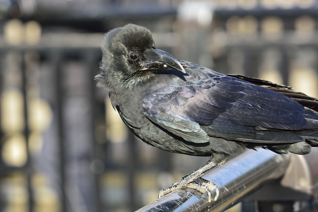 意外とかわいくて憎めない カラスのかわいい高画質な画像まとめ 写真まとめサイト Pictas