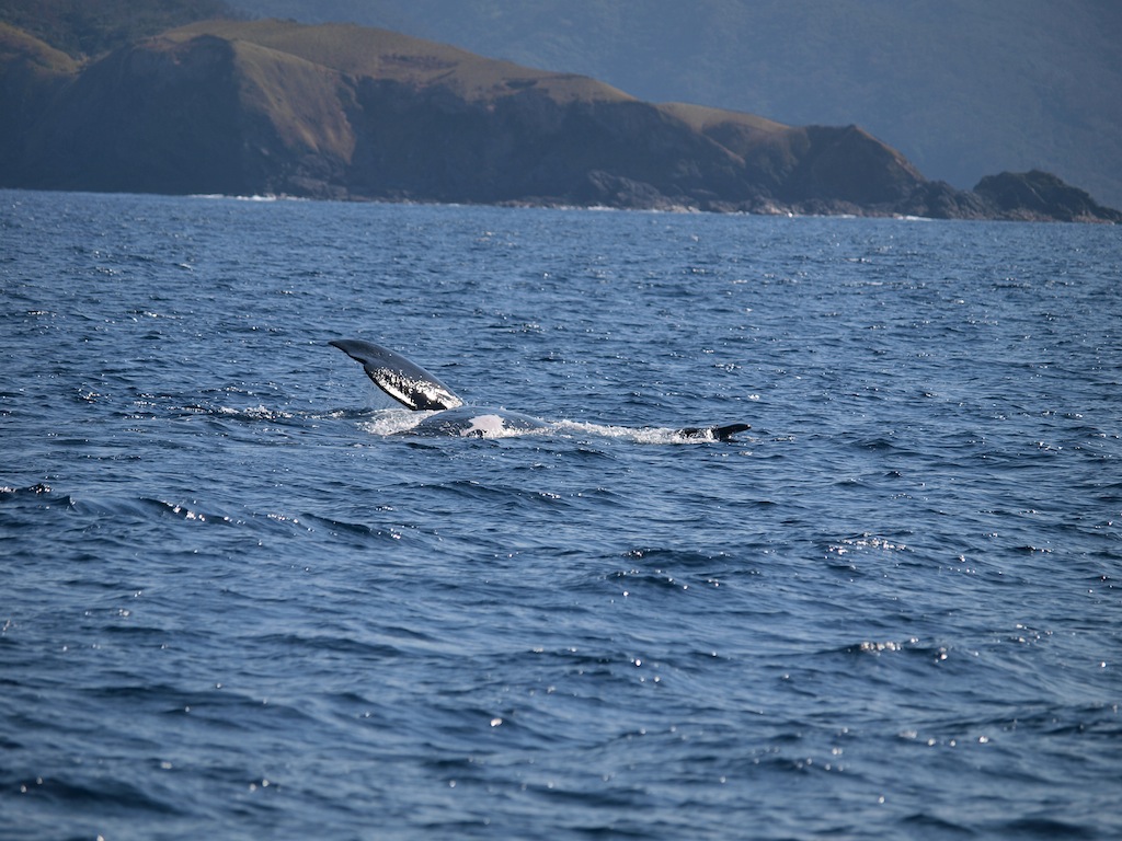 1/29 セミクジラ再発見ならず・・・_a0010095_21543249.jpg