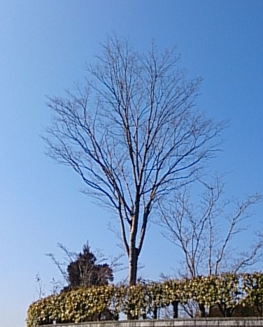お試しあれ!_a0167998_14145736.jpg