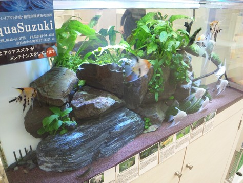 Amazon.co.jp: 熱帯魚 モビール 魚 幸運 水槽 モンテッソーリ に