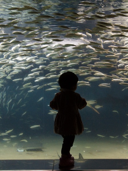 水族館_b0137412_17383967.jpg