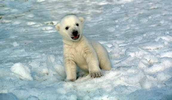 カナダ・トロント動物園での人工哺育の雄の赤ちゃんのレミーが遂に雪の戸外へ_a0151913_1592432.jpg