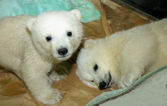 カナダ・トロント動物園のオーロラとニキータの物語 ~ 双子姉妹と繁殖との関係_a0151913_395054.jpg
