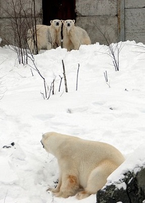 札幌・円山動物園のマルルが熊本、ポロロが徳島の動物園に移動が決定 ~ ララの2年サイクル繁殖が継続へ_a0151913_4182111.jpg