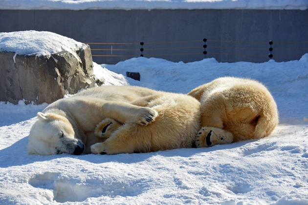 札幌・円山動物園のマルルが熊本、ポロロが徳島の動物園に移動が決定 ~ ララの2年サイクル繁殖が継続へ_a0151913_982396.jpg