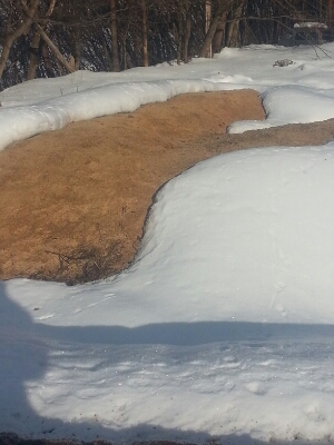 雪が溶けて発酵?_a0256619_21225426.jpg