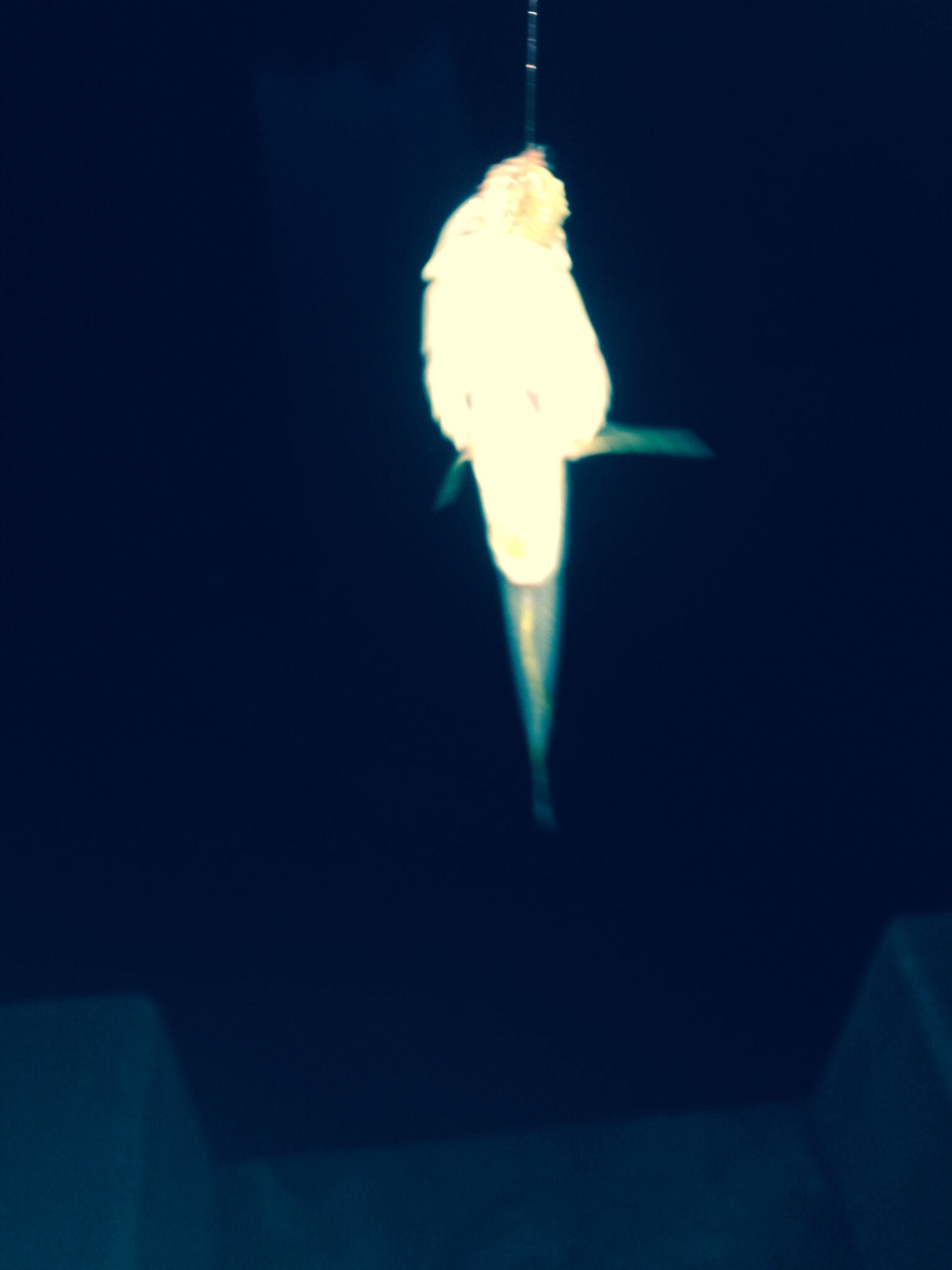 c0234439_8192720.jpg