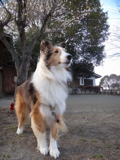 白梅満開・紅梅2分_e0195743_2205896.jpg