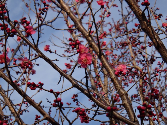 白梅満開・紅梅2分_e0195743_2225461.jpg