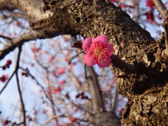 白梅満開・紅梅2分_e0195743_2234282.jpg