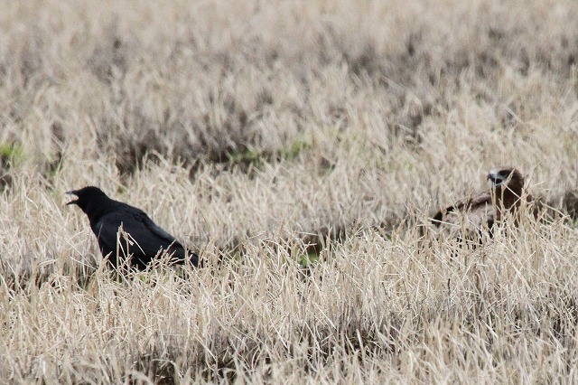 トビとカラスはどちらが強いの シャムネコモモの日記