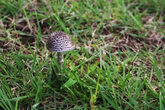 e0126350_12262184.jpg