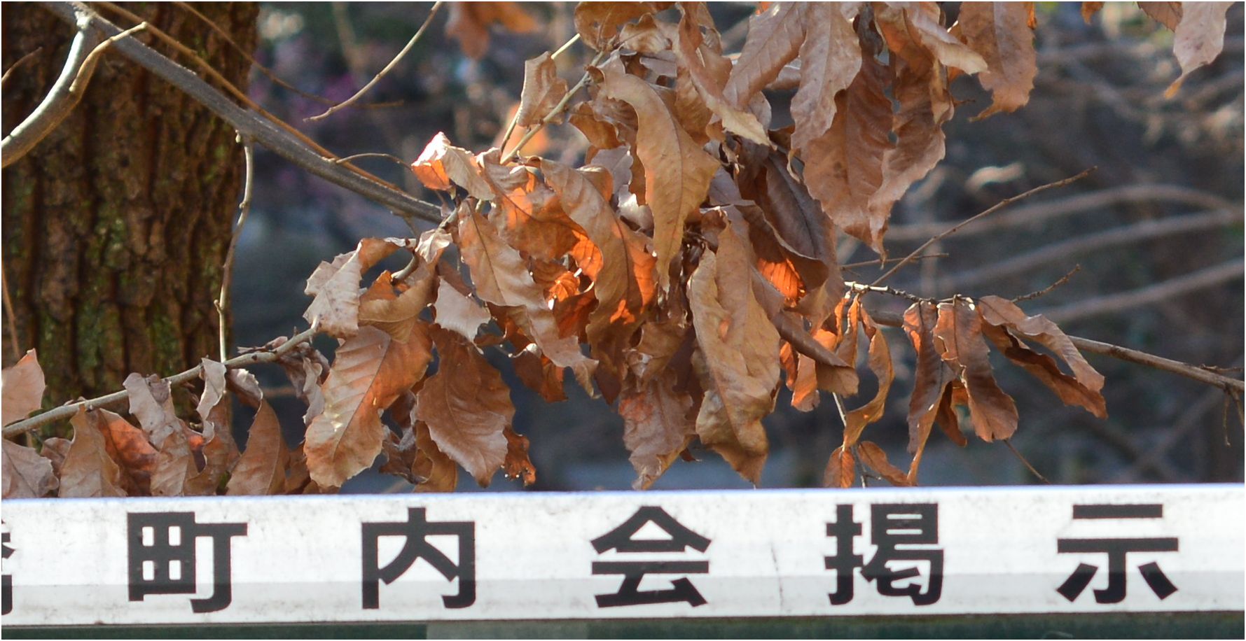 a0063552_15215234.jpg