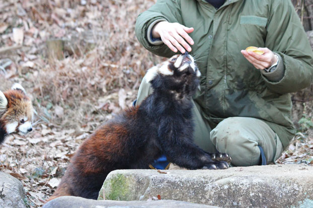 レッサーパンダのりんごＴＩＭＥ_e0294253_11145080.jpg