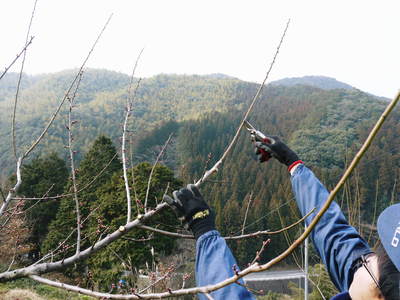 山あいの南高梅 今年も最高の南高梅を育てるために!冬の剪定 その2_a0254656_17452160.jpg