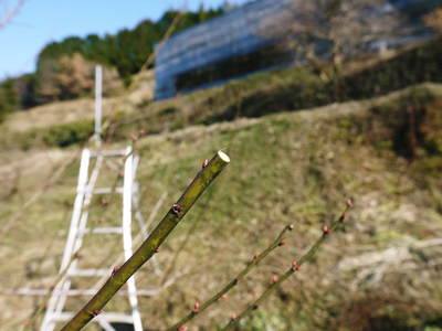 山あいの南高梅 今年も最高の南高梅を育てるために!冬の剪定 その2_a0254656_17585035.jpg