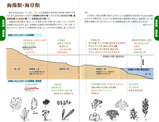 アーサ摘み②_c0180460_05143.jpg