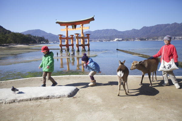 こどもと鹿と宮島と。_c0163369_0464219.jpg