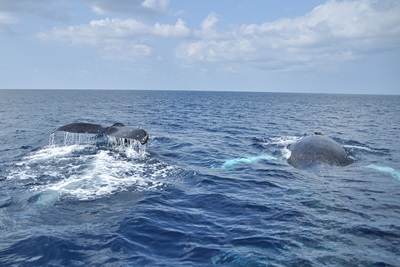 「ホエールウォッチング in 東シナ海」_b0033573_20595536.jpg