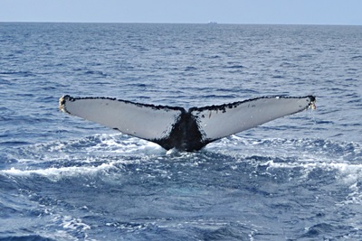 「ホエールウォッチング in 東シナ海」_b0033573_21000114.jpg