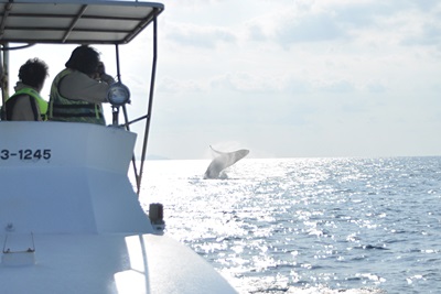 「ホエールウォッチング in 東シナ海」_b0033573_21001860.jpg