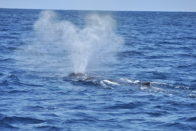 「ホエールウォッチング in 東シナ海」_b0033573_21253718.jpg
