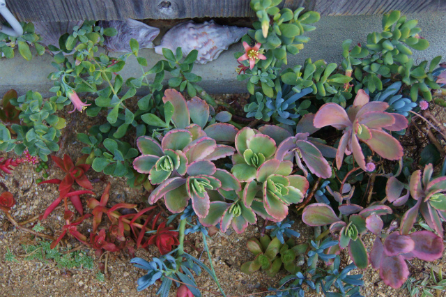 地植えの多肉植物 風の通る庭