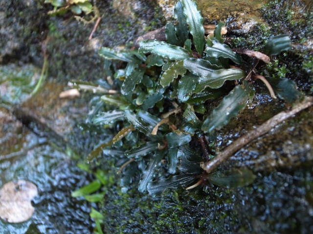 Air Terjun kanpong Poring【AZ0114-4】_a0067578_06577.jpg