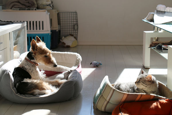 犬の痴呆。_c0245679_21572352.jpg