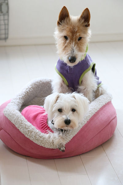 犬の痴呆。_c0245679_22192388.jpg
