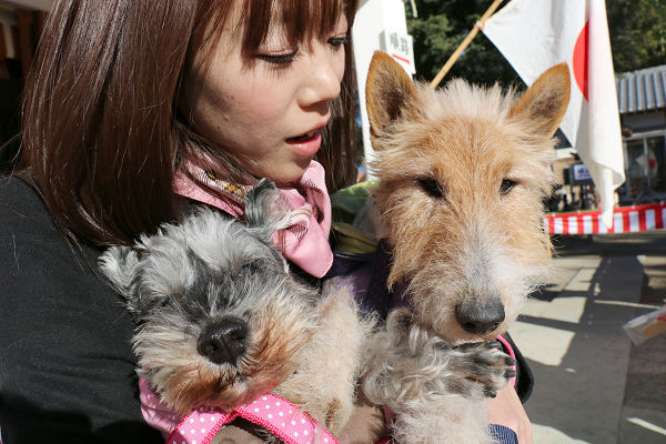 犬の痴呆。_c0245679_22235144.jpg