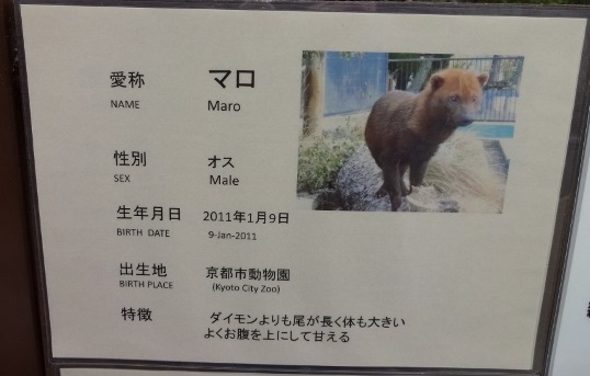 ２０１４年１月　京都市動物園_a0052986_23503738.jpg