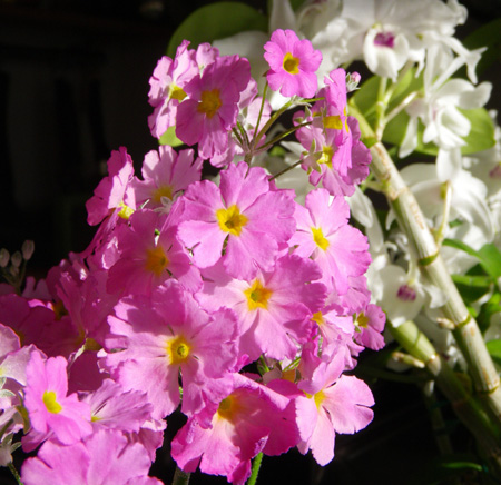 プリムラ・マラコイデス。シボリカタバミの開花など_a0136293_15404920.jpg