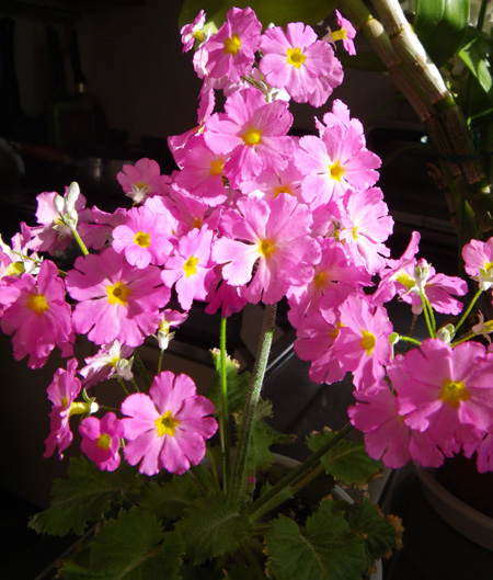 プリムラ・マラコイデス。シボリカタバミの開花など_a0136293_1541759.jpg