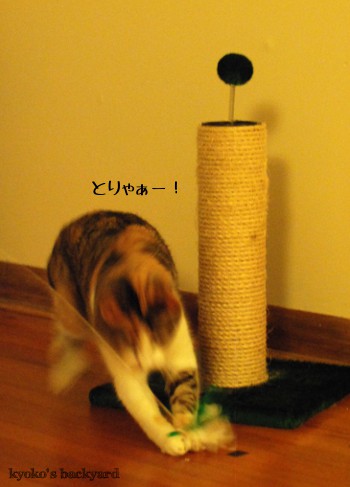 当然こうなる、猫の本能_b0253205_404830.jpg