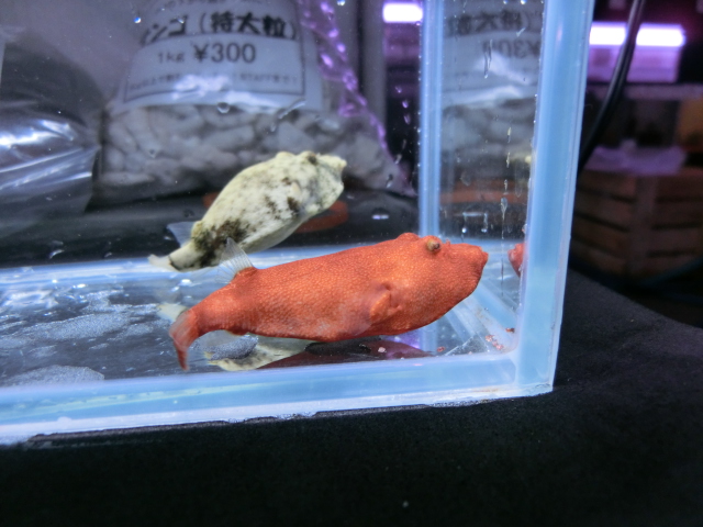 紅白河豚合戦_b0141806_1203825.jpg