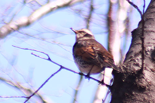 散歩道の野鳥とときどき猫。アジサイ_e0255509_20152391.jpg