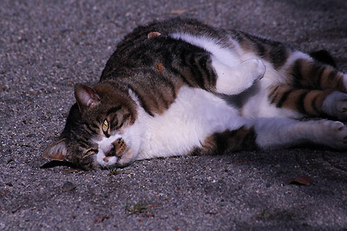 散歩道の野鳥とときどき猫。アジサイ_e0255509_20255082.jpg