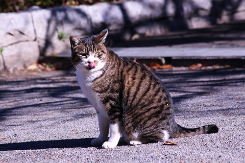 散歩道の野鳥とときどき猫。アジサイ_e0255509_202658.jpg