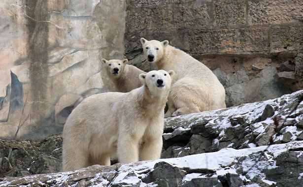 チェコ・ブルノ動物園のコメタのロシア・ロストフ動物園への移動が大幅に延期 ~ 複雑な背景を読み解く_a0151913_21132100.jpg