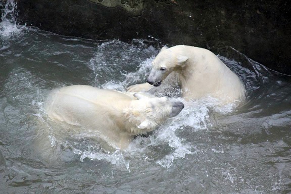 チェコ・ブルノ動物園のコメタのロシア・ロストフ動物園への移動が大幅に延期 ~ 複雑な背景を読み解く_a0151913_2224463.jpg