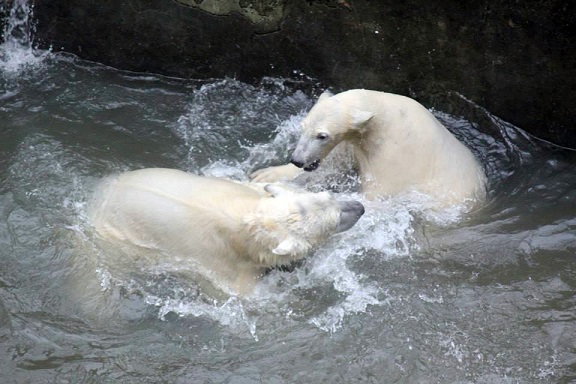 チェコ・ブルノ動物園のコメタのロシア・ロストフ動物園への移動が大幅に延期 ～ 複雑な背景を読み解く_a0151913_2224463.jpg